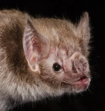 The common vampire bat Stock Photos