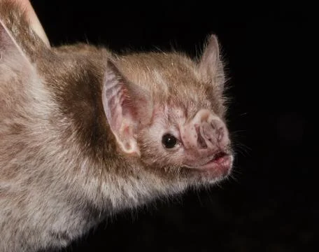 The common vampire bat Foto stock
