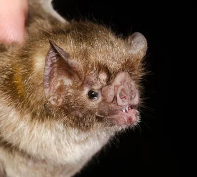 The common vampire bat Stock Photos