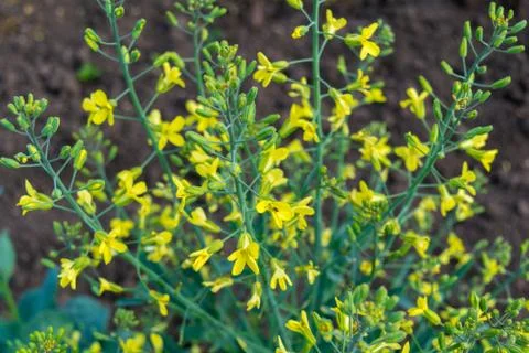 Common vegetable cabbage inflorescence yellow flowers Stock Photos