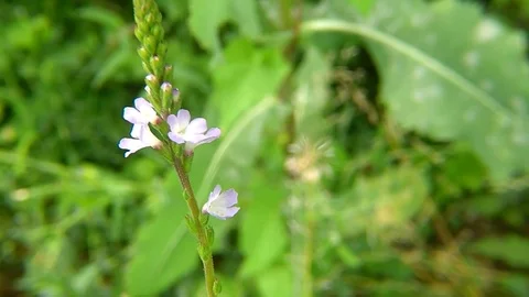 Common vervain, medicinal herb with flower Stock Footage 112684743
