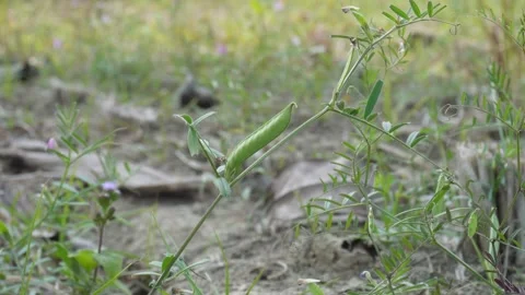 Common vetch 스톡 동영상 332585921