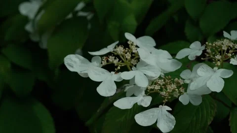 Common viburnum Stock Footage 314435151