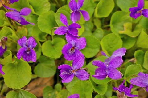 Common Violets growing wild in the spring aka Wood Sweet English or Garden Stock Photos