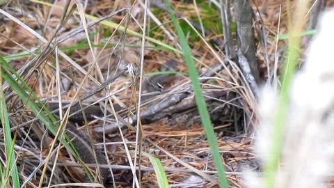 Common Viper crawls on pine needles in the forest. Dangerous snake in the forest Stock Footage 101544430