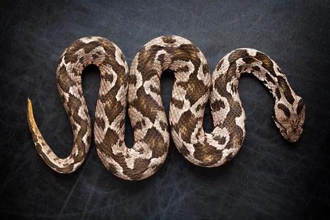 Common viper snake isolated on black Stock Photos