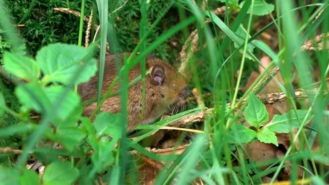 Common vole field mouse behind tall grass in the park, epic reveal 4K Stock Footage 110849086