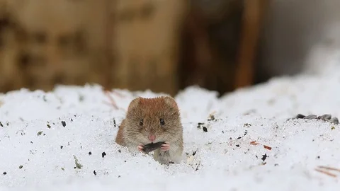 Common vole (Microtus arvalis) eats a sunflower seed while sitting in a snow Stock Footage 73076280