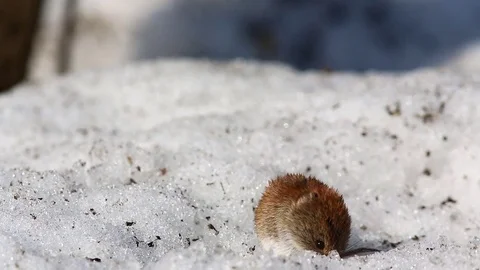 Common vole (Microtus arvalis) eats a sunflower seed while sitting in a snow Stock-Footage 73293314