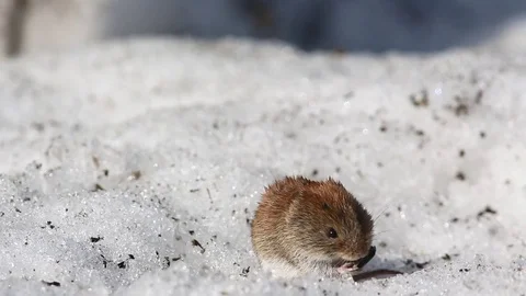 Common vole (Microtus arvalis) eats a sunflower seed while sitting in a snow Stock Footage 73293419
