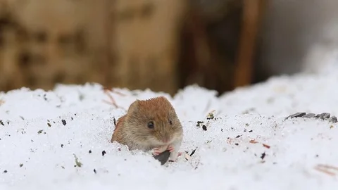 Common vole (Microtus arvalis) eats a sunflower seed while sitting in a snow Stock Footage 75298688