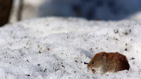 Common vole (Microtus arvalis) eats a sunflower seed while sitting in a snow Stock Footage 75336780
