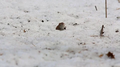Common vole (Microtus arvalis) eats a sunflower seed while sitting in a snow Vídeos de archivo 75413611