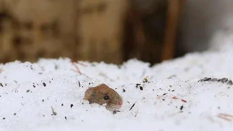 Common vole (Microtus arvalis)  is looking small eyes as beads Stock Footage 74897194