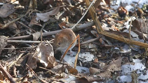 Common vole (Microtus arvalis)is looking for food Stock-Footage 75437213