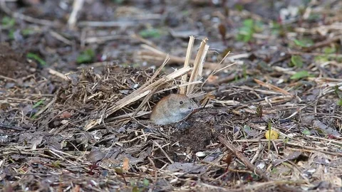 Common vole (Microtus arvalis) looks out of the mink in the ground Stock Footage 74897216