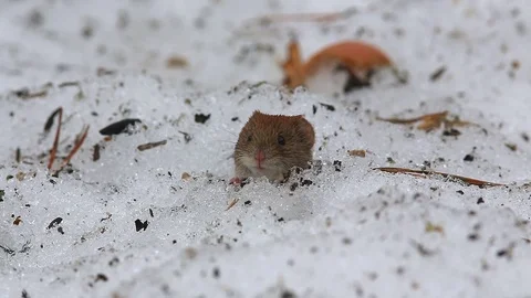 Common vole (Microtus arvalis) is peeking out of a snow mink Stock Footage 73117386