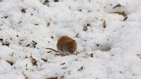 Common vole (Microtus arvalis) runs around on the snow Stock Footage 73437367