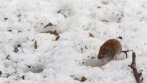 Common vole (Microtus arvalis) runs around on the snow Stock Footage 75361931