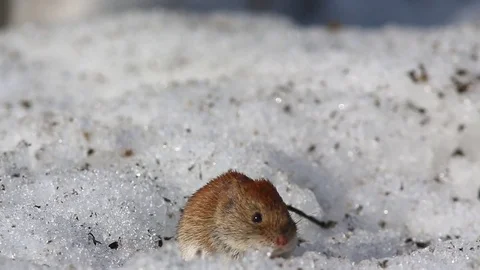 Common vole (Microtus arvalis) scours the snow in search of food Stock Footage 74896937