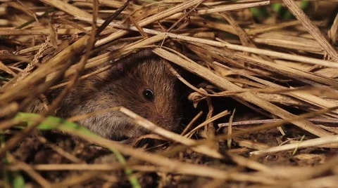 Common vole resting and cleaning itself under hay Stock Footage 40705801