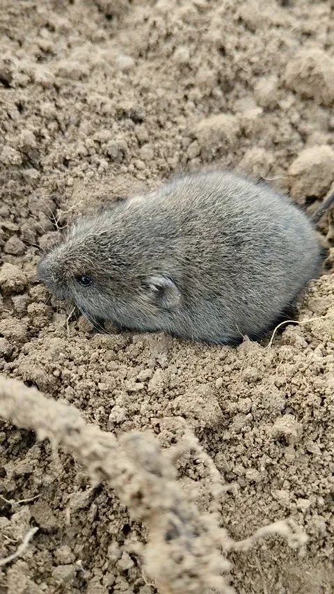 Common vole sitting on the dry ground Vídeos de archivo 335403866