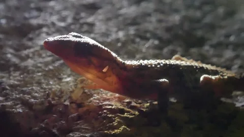 Common wall gecko at night, Spain Stock Footage 234452901