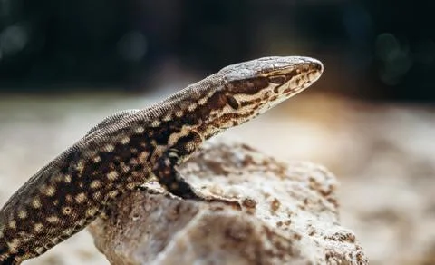 Common wall lizard basking on hot rock, close up. Fotos Stock