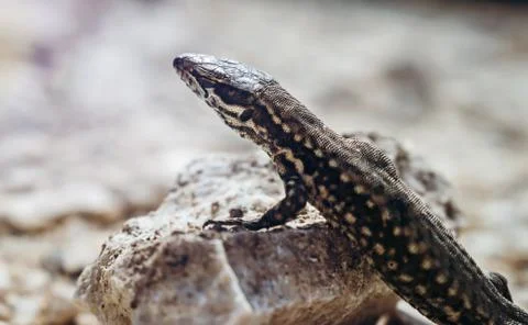Common wall lizard basking on hot rocks. Fotos Stock