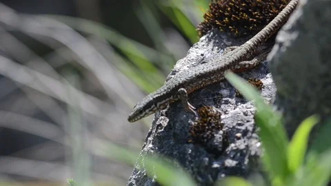 Common wall lizard basking on a rock Stock Footage 91375979
