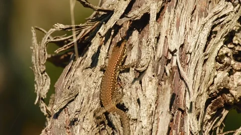 A common wall lizard basking in the sunlight Video stock 343725851
