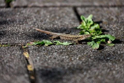 Common wall lizard basking on sunlit stone pavement with green leaves Foto stock