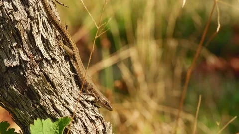 Common wall lizard basking in warm sunlight 動画素材 344857919