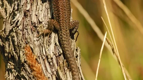 Common wall lizard basking in warm sunlight Video stock 346961404