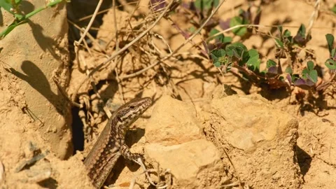 A common wall lizard basks peacefully in the warm sunshine Stock Footage 343917794