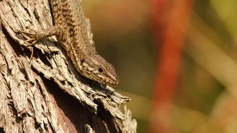 A common wall lizard basks in the warm sunlight 動画素材 343525109