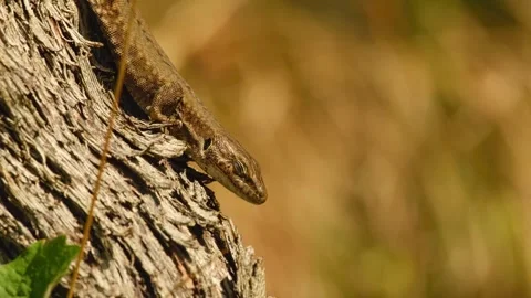 A common wall lizard basks in the warm rays of the sun on grapevine bark Vídeo Stock 343525137