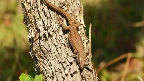 A common wall lizard basks in the warm sunlight on the rough bark of a grapevine 動画素材 343661427