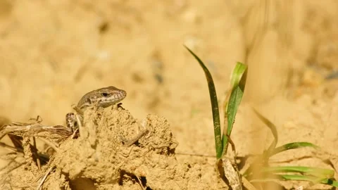 A common wall lizard basks in the warm sunlight Vídeo Stock 343833164