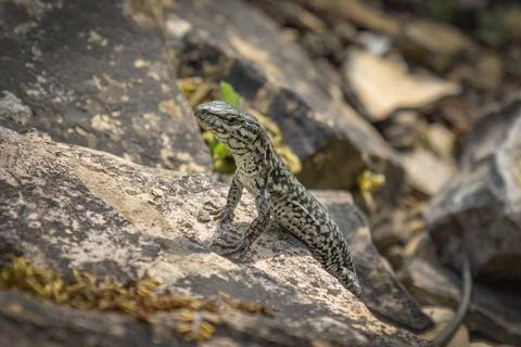 The common wall lizard bathing in the sun on a piece of rock Stock Photos