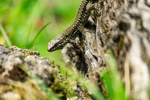 Common wall lizard crawling on a tree trunk in nature Stock Photos