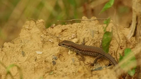 A common wall lizard eats a captured insect 動画素材 343835938