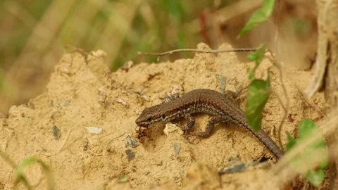 Common wall lizard feeding on a captured insect 動画素材 344252162