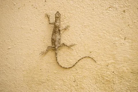 Common wall lizard in focus Stock Photos