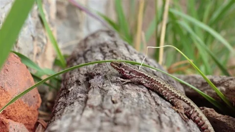 Common wall lizard 動画素材 75686548