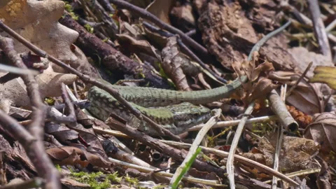 A common wall lizard foraging among small twigs in the woods Stock Footage 310911901