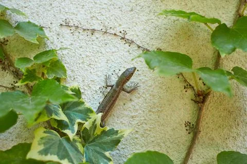 Common wall lizard in the ivy on wall (Podarcis Muralis) Foto stock