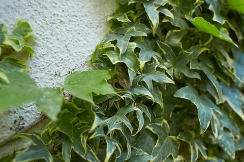 Common wall lizard in the ivy on wall Stock Photos