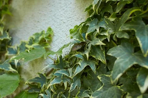 Common wall lizard in the ivy on wall (Podarcis Muralis) Stock Photos