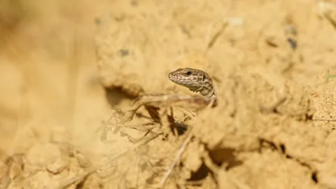 A common wall lizard peeks out from a small shelter in the sun-warmed earth Stock Footage 343917782